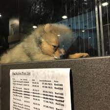 Kuala lumpur, federal territory of kuala lumpur, malaysia. Pets Wonderland 11 Photos 13 Reviews Pet Stores Lot T 031 033 T 035 T 035a Lingkaran Syed Putra Kuala Lumpur Malaysia Phone Number