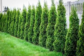 When planting your living screen, do not plant in a straight line. 15 Best Plants To Grow For Privacy In The Backyard Architecture Lab
