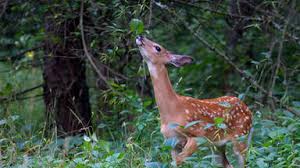 Traditional, cultivated garden with winding stepping stones 14 photos. Herbivore Examples Common Plant Eating Animals