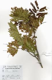 Image result for Macphersonia