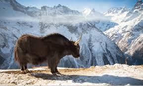 1970 yılında robert whittaker, biyom kavramına iklim boyutunu ekledi. Biyocesitlilik Nedir Biyocesitlilik Hangi Ogelerden Olusuyor Cografyaci