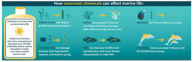 As the cancer council recommends using an spf30 or higher sunscreen that is broad spectrum, water resistant and tga approved, this is what i set out to find. Reef Safe Sunscreen Reef Check Australia