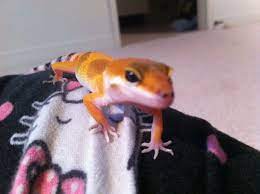 Baby Tangerine Leopard Gecko Leopard Gecko Tangerine Leopard Gecko Reptiles And Amphibians