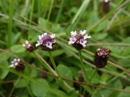 Image result for Phyla nodiflora