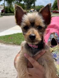 We even started taking him for free.touch ups between appointments. International Mobile Dog Grooming Gift Card Naples Fl Giftly