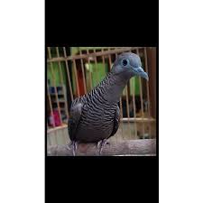 Perkutut bangkok betina memanggil jantan. Burung Perkutut Hitam Cemani Satuan Jantan Betina Ready Shopee Indonesia