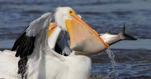 Sea Bird With Big Mouth Click To Close Pelican Missouri Birds Animals