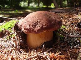 Image result for Boletus projectelloides