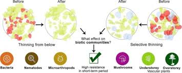 May 08, 2018 · download bon.live apk 2.6.6 for android. Silvicultural Management Does Not Affect Biotic Communities In Conifer Plantations In The Short Term A Multi Taxon Assessment Using A Baci Approach Sciencedirect