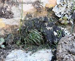 Image result for Clutia monticola