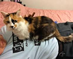 You have has you do you have you've got 5. Why Is My 17 Year Old Cat Behaving Strangely