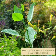 Image result for Nicotiana glauca