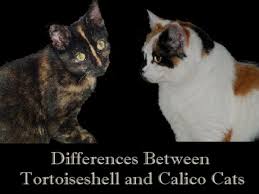 Calico names inspired by autumn. Differences Between Tortoiseshell And Calico Cats Pethelpful By Fellow Animal Lovers And Experts