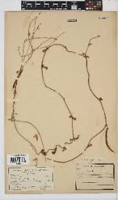 Image result for Dichilus reflexus