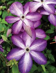 Maybe you would like to learn more about one of these? Clematis Viticella Venosa Violacea Tesselaar
