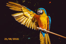 Non sai come recuperare le foto cancellate dal tuo smartphone android? Come Togliere Le Scritte Dalle Foto Fotografia Moderna