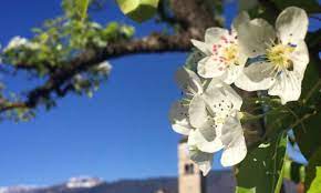 Maybe you would like to learn more about one of these? Come Riconoscere 6 Alberi Da Frutto Dai Loro Fiori