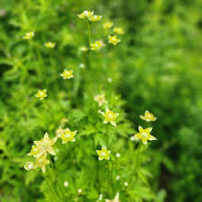 Image result for Blumea adamsii