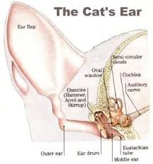 List of different parts of a cat in english with pictures and examples. What S With That Slit On Your Cat S Ear And More On Feline Anatomy Ann Arbor Animal Hospital