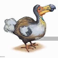 Dodo Bird Alice In Wonderland Illustrations Bird Dodo