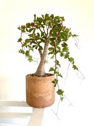 Image result for Cyphostemma congestum