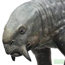 Image result for Dyschoriste transvaalensis