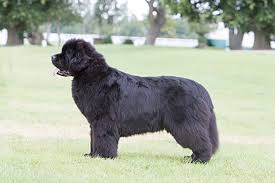 Maybe you would like to learn more about one of these? Newfoundland Breeds A To Z The Kennel Club