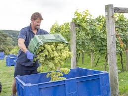 It is a remake of the chilea. Excedente De Vino Cuando La Abundancia Es Un Problema