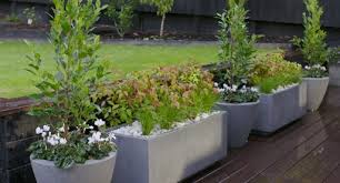 Look for varieties that open blossoms in a rainbow of hues. Container Gardening Guide