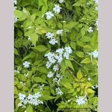 Image result for Jasminum