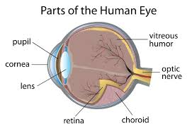 Healthy vision is one of the many things diabetes can harm if it isn't carefully controlled. Diabetes Blurry Vision And Your Eyes Diabetes Self Management