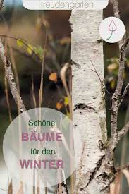 Farbenfrohe Baume Und Straucher Fur Den Winter Pflanzen Straucher Garten Pflegeleichte Pflanzen