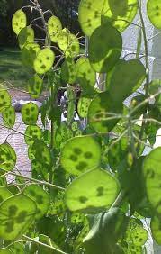 Honesty Plant Or Silver Dollar Tree Mamma And Pappa I Want One So Bad Wonder If It Will Grow In Md Silver Dollar Plant Plants Dried Flowers
