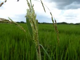 Image result for Sorghum arundinaceum