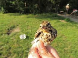 L'alouette des champs est un oiseau des milieux herbacés très ouverts. L Alouette Des Champs Et D Autres Oiseaux Sont En Voie De Disparition Dans La Loire Actu Saint Etienne