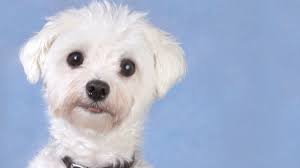 Porky is available for adoption. Tulsa Humane Society Drops Pet Adoption Fees For The Holidays Fox23 News