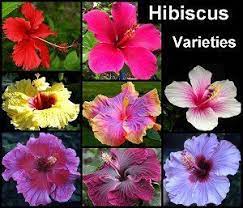 Plant Summary Botanical Name Hibiscus Rosa Sinensis Type Flowering Origin The Beautiful Hibiscus Originates From Ch Hibiscus Plant Growing Hibiscus Hibiscus