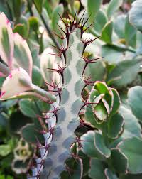 Image result for Senecio greenwayi