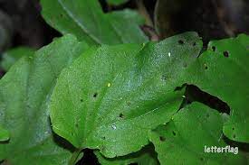 尋找台灣特有種 紅花寶鐸花 台灣假山葵 家栽好逑 痞客邦 plant leaves plants leaves