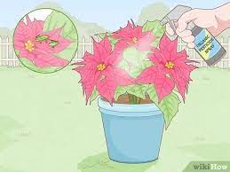 How To Revive A Dying Poinsettia 12 Steps With Pictures