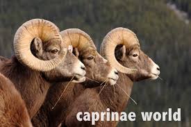 Polish your personal project or design with these bighorn sheep transparent png images, make it even more personalized and more attractive. Bighorn Sheep Ovis Canadensis Ralfs Wildlife And Wild Places