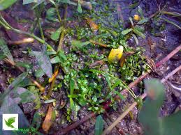 Image result for Elatine triandra