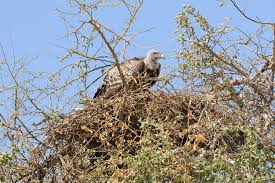 Image result for Balanites aegyptiaca