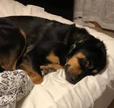 Black And Brown Dog Names Lost Dog Cambridge Mixed Breed Male Date Lost 08 15 2020 Dog S Name Trigger Breed Of Dog Mix Gender Male Closest Intersectio In 2020 Losing A Dog Dog Ages Dogs