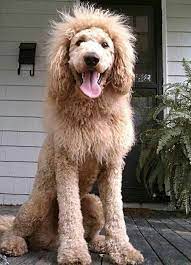 #goldendoodlehaircut #goldendoodlegrooming #goldendoodlepictures puppy haircut,. 5 Different Golden Doodle Haircuts Modern Dog Mastery