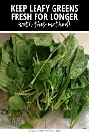 Jul 21, 2020 · instructions. How To Store Spinach In Fridge For Long Time Arxiusarquitectura