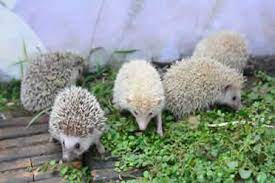 How long do hedgehogs live. How Long Do Hedgehogs Live For As Pets Shocking Facts African Pygmy Hedgehogs
