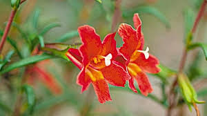 Need to be seen as nice rather than real Monkey Flower Scarlet Grown By You
