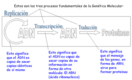 Resultado de imagen de transduccion y transcripcion de adn"
