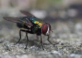 Putting off regular cleaning and maintenance of these areas may attract the pests and offer them a place to feed and develop. How To Get Rid Of Green Flies How I Get Rid Of